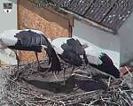 Capi_Dubne_20250727_135003.jpg