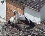 Capi_Dubne_20250727_140003.jpg