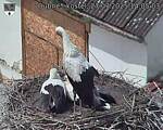 Capi_Dubne_20250727_140503.jpg