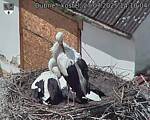 Capi_Dubne_20250727_141004.jpg