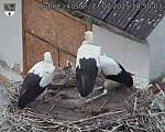 Capi_Dubne_20250727_145003.jpg