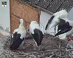 Capi_Dubne_20250727_150503.jpg