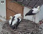Capi_Dubne_20250727_152003.jpg