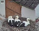 Capi_Dubne_20250727_154004.jpg