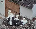 Capi_Dubne_20250727_155003.jpg