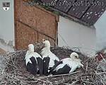 Capi_Dubne_20250727_155503.jpg