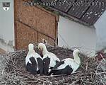 Capi_Dubne_20250727_160003.jpg