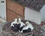 Capi_Dubne_20250727_160503.jpg