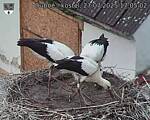 Capi_Dubne_20250727_170503.jpg