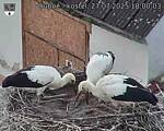 Capi_Dubne_20250727_180003.jpg