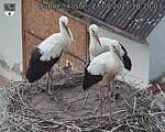 Capi_Dubne_20250727_182003.jpg