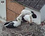 Capi_Dubne_20250727_183503.jpg