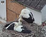 Capi_Dubne_20250727_185003.jpg