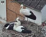 Capi_Dubne_20250727_185503.jpg