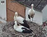 Capi_Dubne_20250727_191004.jpg