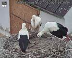 Capi_Dubne_20250727_192504.jpg