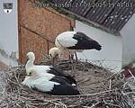 Capi_Dubne_20250727_194003.jpg