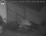 Capi_Dubne_20250728_002003.jpg