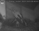 Capi_Dubne_20250728_004003.jpg