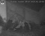 Capi_Dubne_20250728_011003.jpg