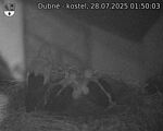 Capi_Dubne_20250728_015003.jpg