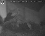Capi_Dubne_20250728_023002.jpg