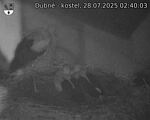 Capi_Dubne_20250728_024003.jpg
