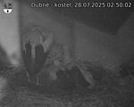 Capi_Dubne_20250728_025002.jpg