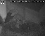 Capi_Dubne_20250728_030503.jpg