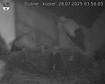 Capi_Dubne_20250728_035003.jpg