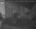 Capi_Dubne_20250728_043003.jpg