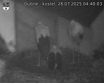 Capi_Dubne_20250728_044003.jpg