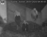 Capi_Dubne_20250728_044503.jpg