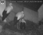 Capi_Dubne_20250728_045003.jpg