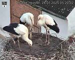 Capi_Dubne_20250728_052002.jpg