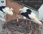 Capi_Dubne_20250728_053504.jpg