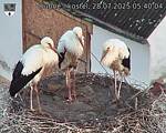 Capi_Dubne_20250728_054004.jpg
