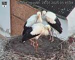 Capi_Dubne_20250728_054504.jpg