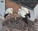 Capi_Dubne_20250728_055003.jpg