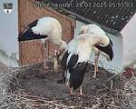 Capi_Dubne_20250728_055503.jpg