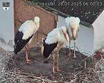 Capi_Dubne_20250728_060003.jpg