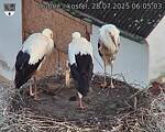 Capi_Dubne_20250728_060503.jpg