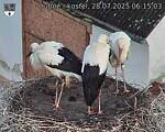 Capi_Dubne_20250728_061503.jpg