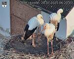 Capi_Dubne_20250728_062003.jpg