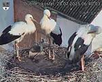 Capi_Dubne_20250728_064003.jpg