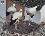 Capi_Dubne_20250728_070003.jpg