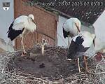 Capi_Dubne_20250728_070503.jpg