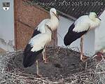 Capi_Dubne_20250728_071004.jpg