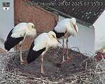 Capi_Dubne_20250728_071503.jpg