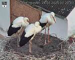Capi_Dubne_20250728_072003.jpg